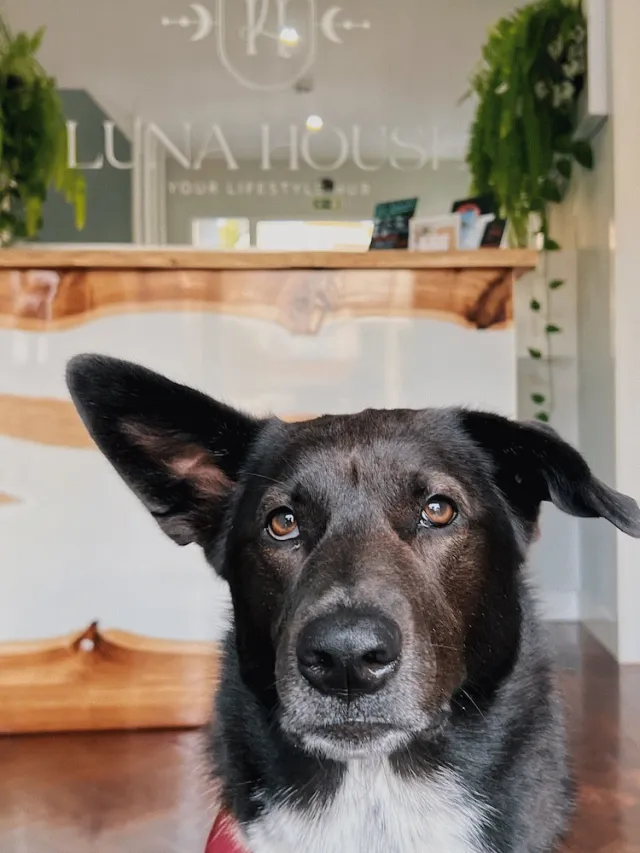 Bilder från hotellet Luna House - nummer 1 av 56