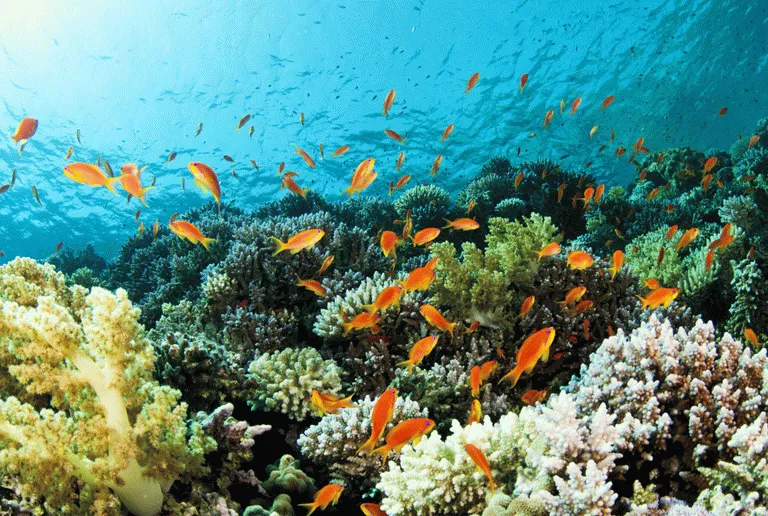 Livet i vattnet är ypperligt på Seychellerna med över 1000 olika fiskarter 